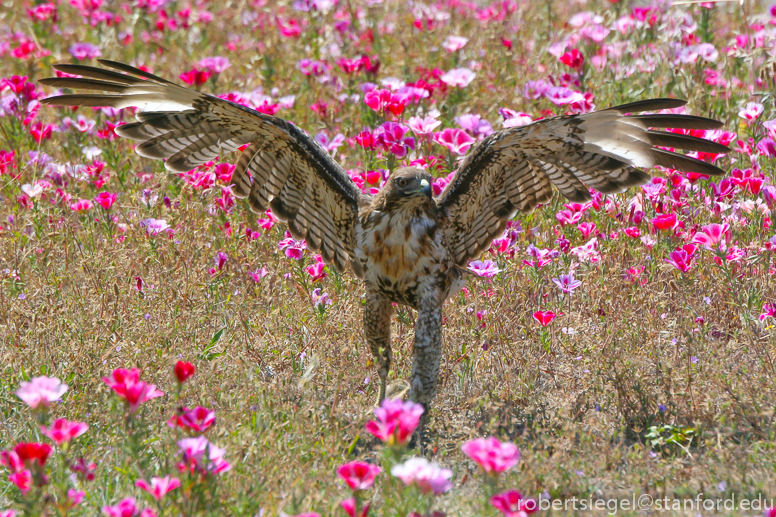 hawk in flowers